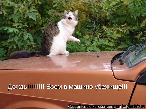 Котоматрица: Дождь!!!!!!!!! Всем в машино убежище!!!