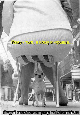 Котоматрица: Кому - тыл, а кому и -крыша...