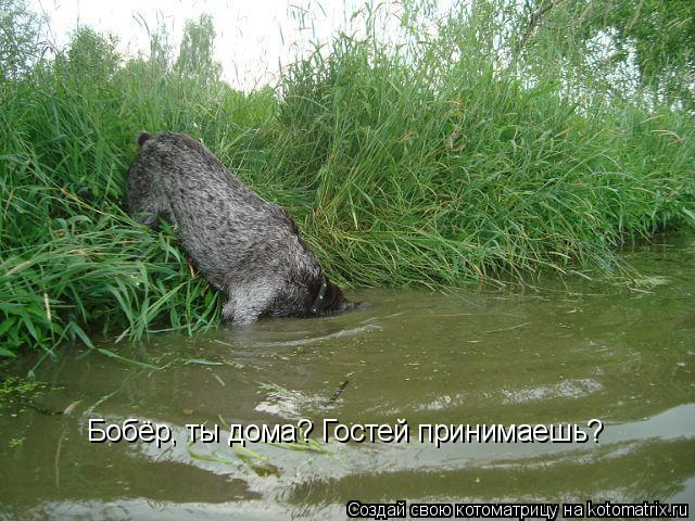 Котоматрица: Бобёр, ты дома? Гостей принимаешь?