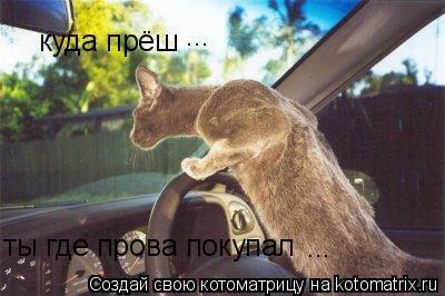 Котоматрица: куда прёш ... ... ты где прова покупал