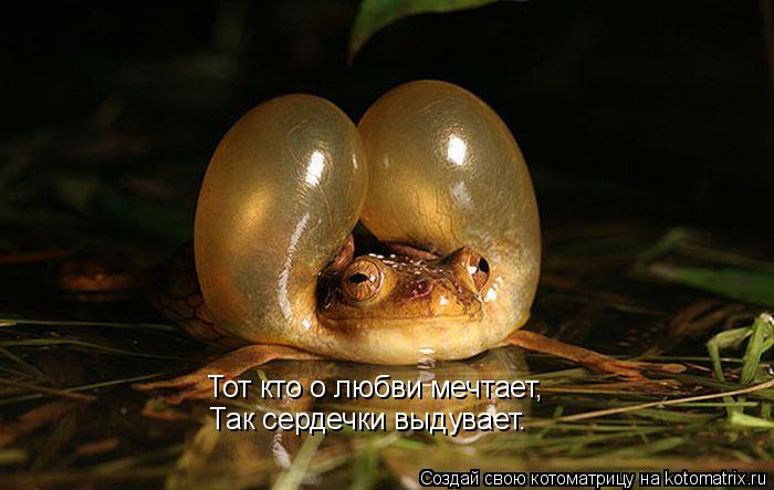 Котоматрица: Тот кто о любви мечтает, Так сердечки выдувает.