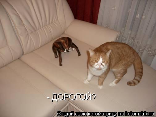 Котоматрица: - ДОРОГОЙ?