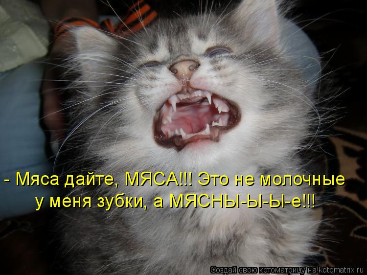 Котоматрица: - Мяса дайте, МЯСА!!! Это не молочные у меня зубки, а МЯСНЫ-Ы-Ы-е!!!