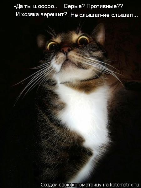 Котоматрица: -Да ты шооооо...   Серые? Противные??  И хозяка верещит?!  Не слышал-не слышал...