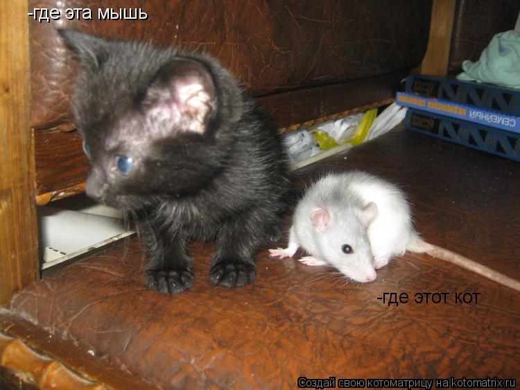 Котоматрица: -где эта мышь -где этот кот