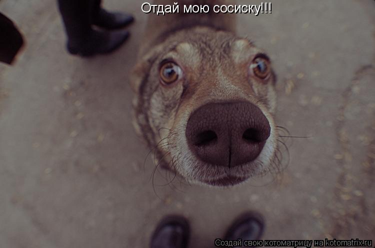 Котоматрица: Отдай мою сосиску!!!
