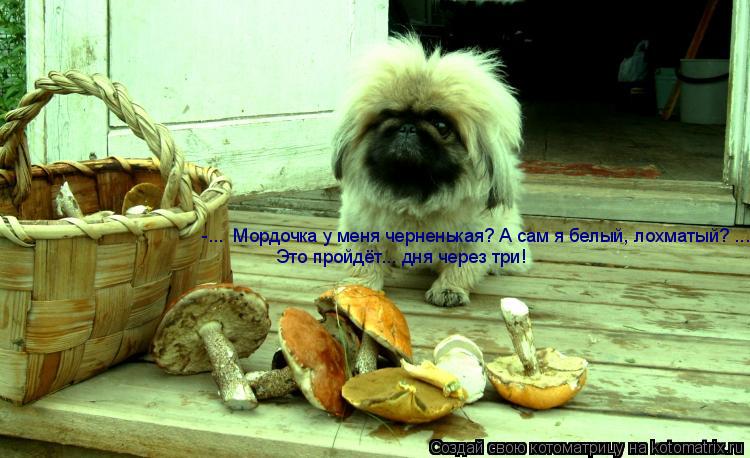 Котоматрица: -...  Мордочка у меня черненькая? А сам я белый, лохматый? ...  Это пройдёт... дня через три!