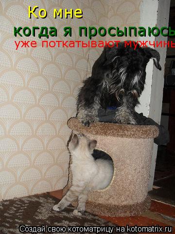 Котоматрица: Ко мне  когда я просыпаюсь  уже поткатывают мужчины