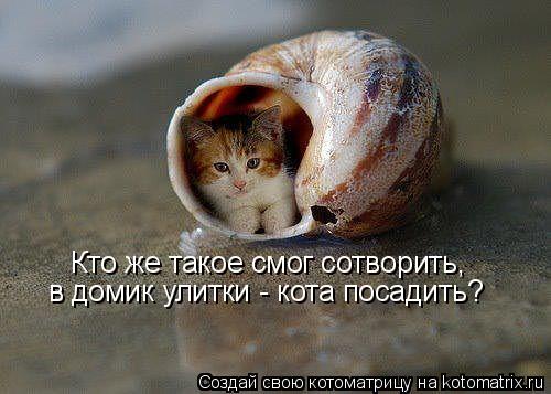 Котоматрица: Кто же такое смог сотворить, в домик улитки - кота посадить?