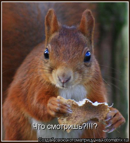 Котоматрица: Что смотришь?!!!?