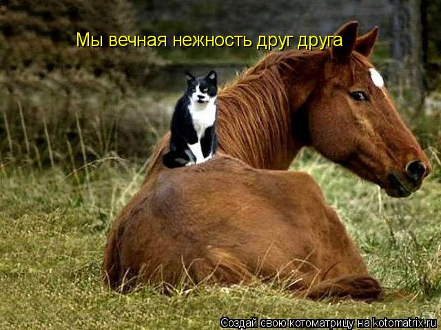 Котоматрица: Мы вечная нежность друг друга