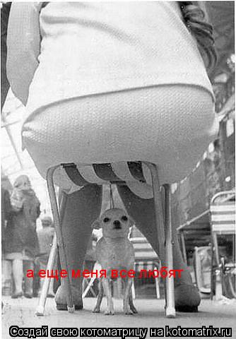 Котоматрица: а еще меня все любят