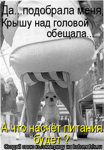 Котоматрица: Да...подобрала меня, Крышу над головой  обещала... А что насчёт питания будет ?