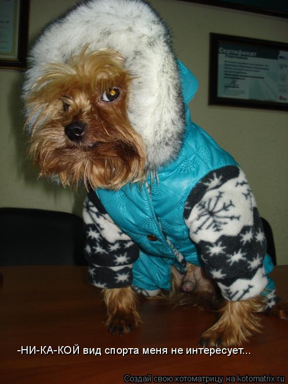 Котоматрица: -НИ-КА-КОЙ вид спорта меня не интересует...