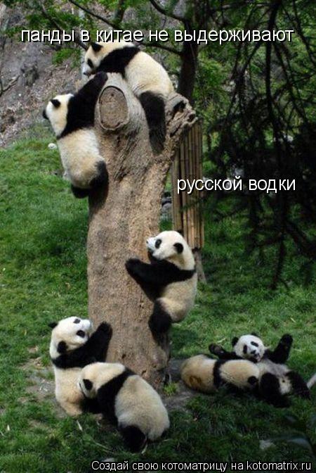 Котоматрица: панды в китае не выдерживают  русской водки