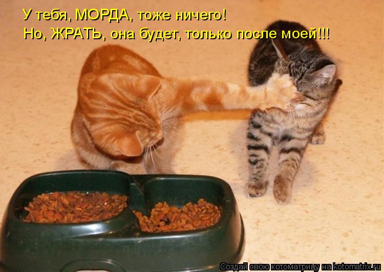 Котоматрица: У тебя, МОРДА, тоже ничего! Но, ЖРАТЬ, она будет, только после моей!!!