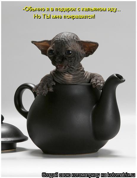 Котоматрица: -Обычно я в подарок с кальяном иду...   Но ТЫ мне понравился!