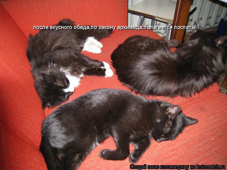 Котоматрица: после вкусного обеда,по закону архимеда,полагается поспать!!!