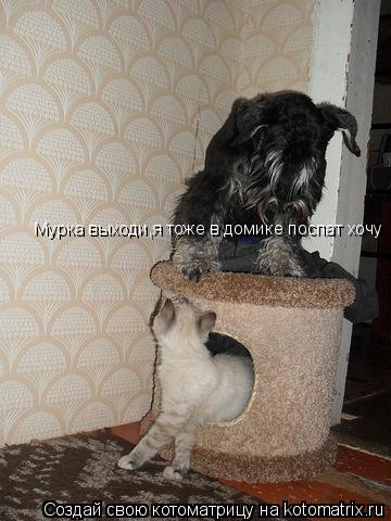 Котоматрица: Мурка выходи,я тоже в домике поспат хочу