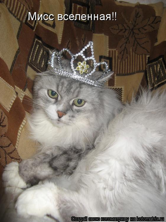 Котоматрица: Мисс вселенная!!