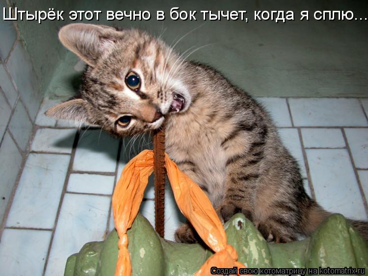 Котоматрица: Штырёк этот вечно в бок тычет, когда я сплю...