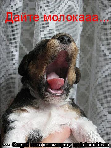 Котоматрица: Дайте молокааа...