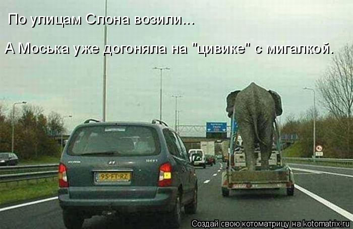Котоматрица: А Моська уже догоняла на "цивике" с мигалкой. По улицам Слона возили...