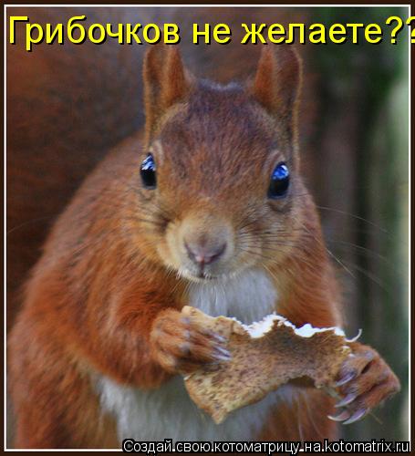 Котоматрица: Грибочков не желаете???