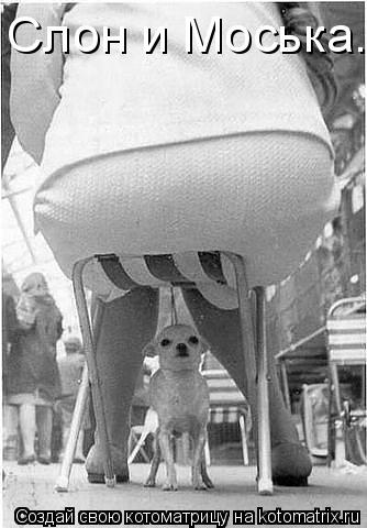 Котоматрица: Слон и Моська.
