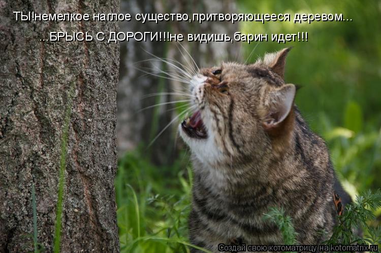 Котоматрица: ТЫ!немелкое наглое существо,притворяющееся деревом... ...БРЫСЬ С ДОРОГИ!!!не видишь,барин идет!!!