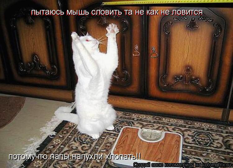 Котоматрица: пытаюсь мышь словить та не как не ловится  пытаюсь мышь словить та не как не ловится  потомучто лапы напухли хлопать!!