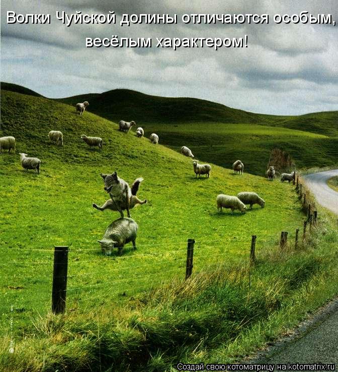 Котоматрица: Волки Чуйской долины отличаются особым,  весёлым характером!