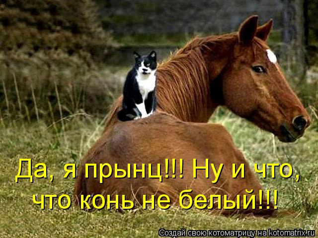 Котоматрица: Да, я прынц!!! Ну и что, что конь не белый!!!