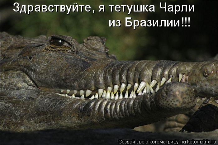Котоматрица: Здравствуйте, я тетушка Чарли из Бразилии!!!