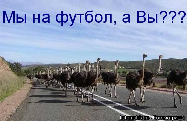 Котоматрица: Мы на футбол, а Вы???