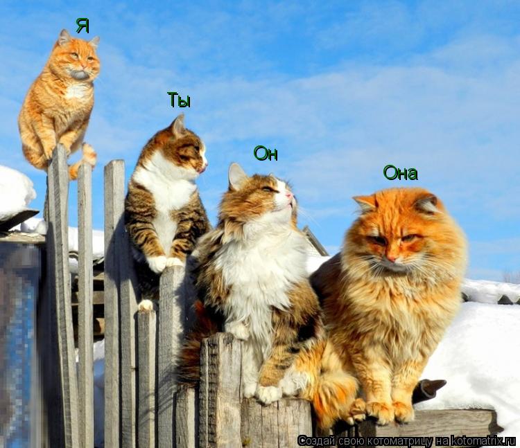 Котоматрица: Я Ты Он Она