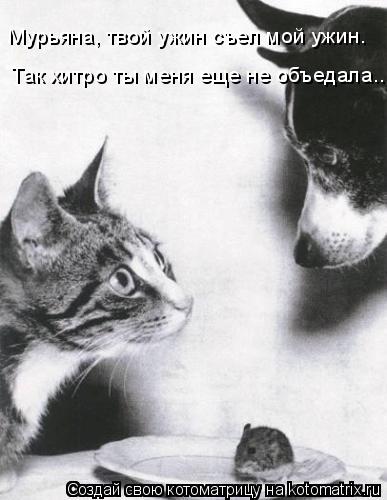 Котоматрица: Так хитро ты меня еще не объедала... Мурьяна, твой ужин съел мой ужин.