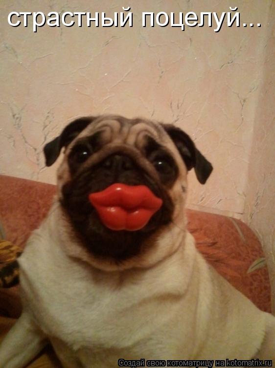 Котоматрица: страстный поцелуй...