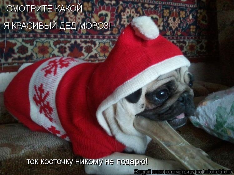 Котоматрица: СМОТРИТЕ КАКОЙ Я КРАСИВЫЙ ДЕД МОРОЗ! ток косточку никому не подарю!