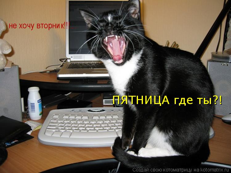 Котоматрица: не хочу вторник!!!... ПЯТНИЦА где ты?!