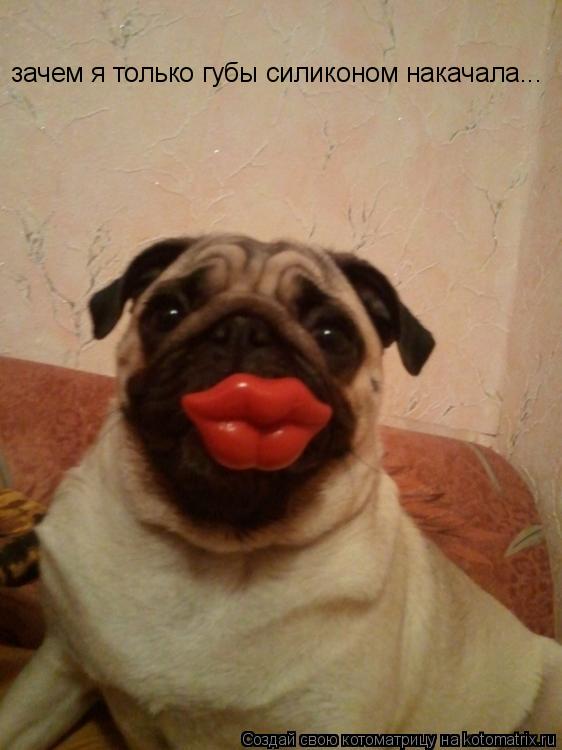 Котоматрица: зачем я только губы силиконом накачала...