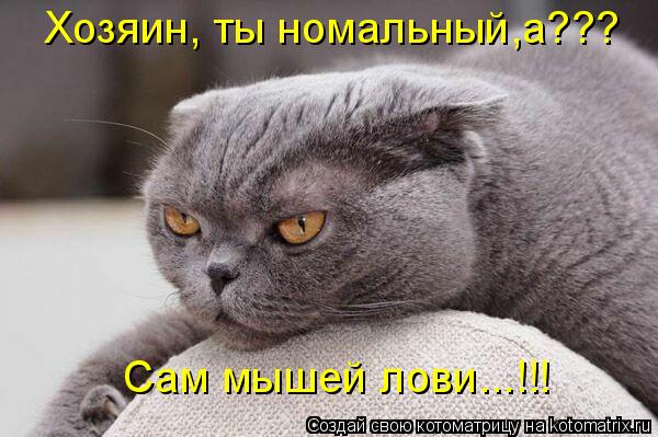 Котоматрица: Сам мышей лови...!!! Хозяин, ты номальный,а???