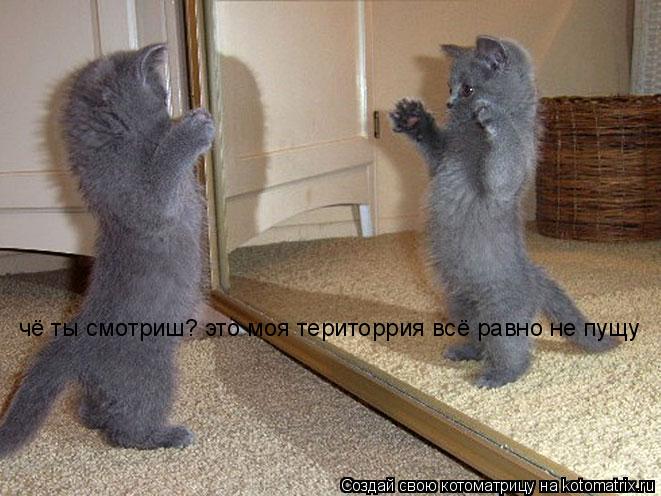 Котоматрица: чё ты смотриш? это моя територрия всё равно не пущу