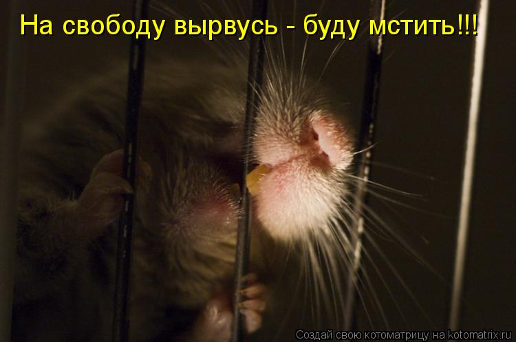Котоматрица: На свободу вырвусь - буду мстить!!!
