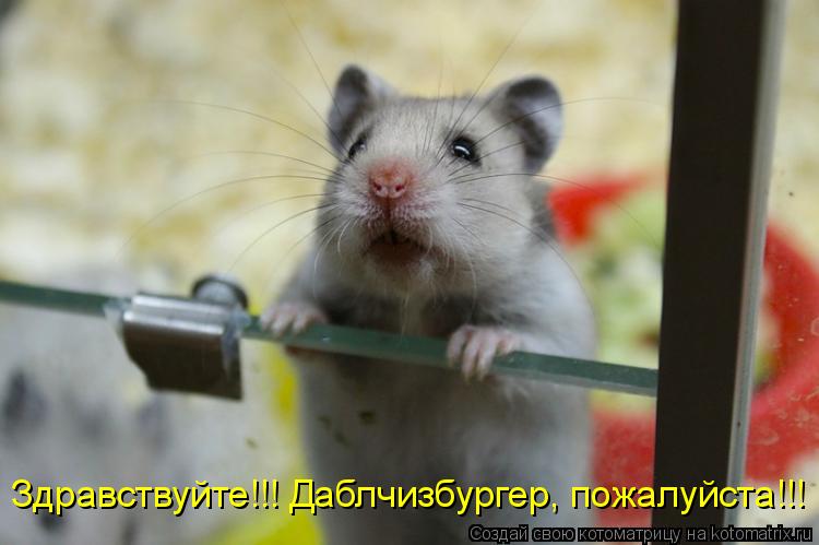 Котоматрица: Здравствуйте!!! Даблчизбургер, пожалуйста!!!