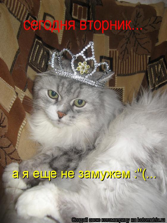 Котоматрица: сегодня вторник... а я еще не замужем :"(...