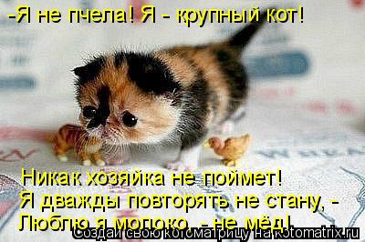 Котоматрица: -Я не пчела! Я - крупный кот! Никак хозяйка не поймет! Я дважды повторять не стану, - Люблю я молоко, - не мёд!