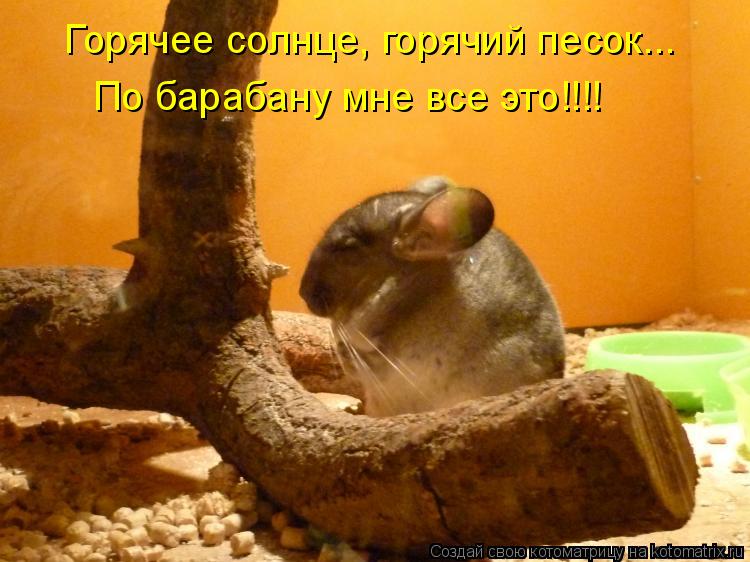 Котоматрица: Горячее солнце, горячий песок... По барабану мне все это!!!!