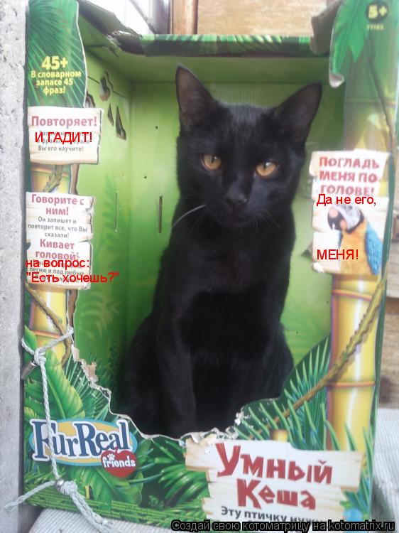 Котоматрица: И ГАДИТ! на вопрос: "Есть хочешь?" Да не его, МЕНЯ!