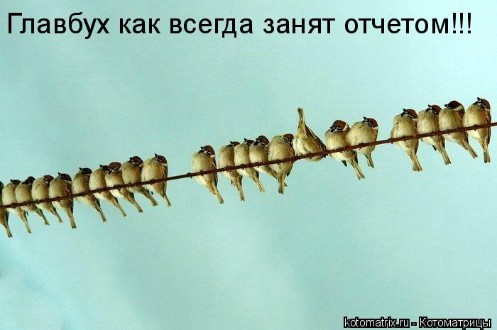 Котоматрица: Главбух как всегда занят отчетом!!!